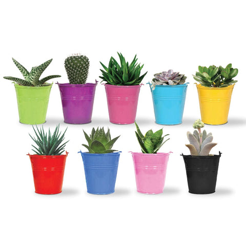 Set of 5 Tiny Bucket Planters - Assorted   Colors