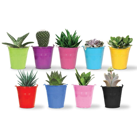 TrustBasket Offers And Promotions - Set of 5 Tiny Bucket Planters - Assorted   Colors