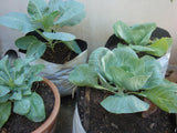 Cauliflower seeds (Hybrid)