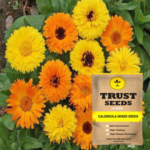 Calendula mixed seeds (Hybrid)