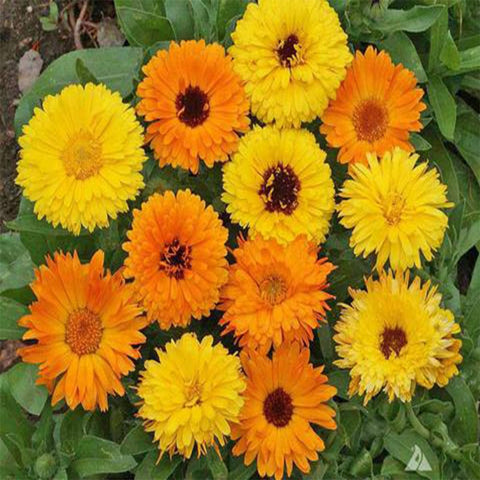 Calendula mixed seeds (Hybrid)