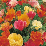 Californian poppy mixed seeds (Hybrid)