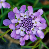 Candytuft Seeds (OP)