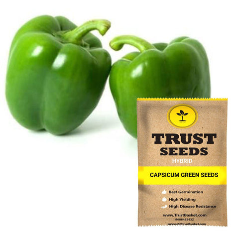 Buy Best Capsicum Plant Seeds Online - Capsicum green seeds (Hybrid)