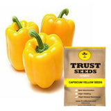 Capsicum yellow seeds (Hybrid)