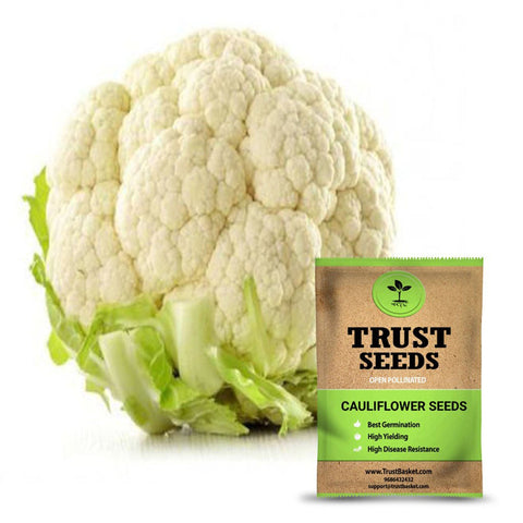Buy Best Cauliflower Plant Seeds Online - Cauliflower seeds (Open Pollinated)