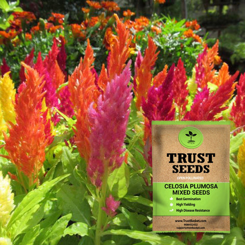 Buy Best Celosia Plant Seeds Online - Celosia plumosa mixed seeds (OP)