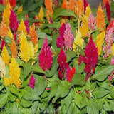 Celosia plumosa mixed seeds (OP)