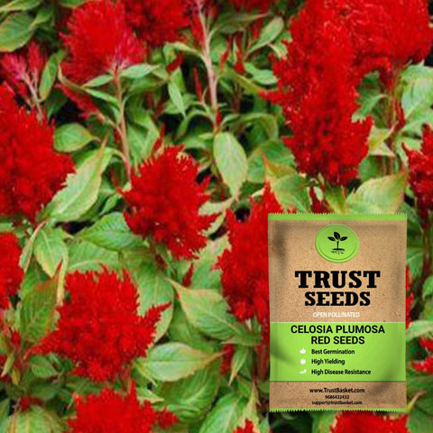 Buy Best Celosia Plant Seeds Online - Celosia plumosa red seeds (OP)
