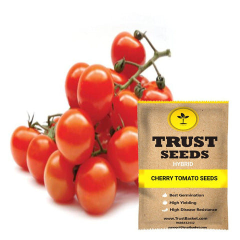 Seeds to start in August Month - Cherry tomato Seeds ( Hybrid)