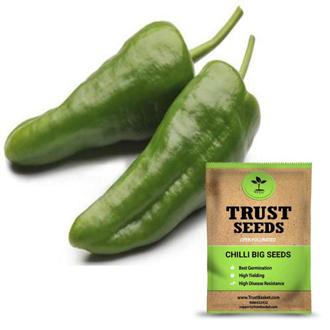 Buy Best Chilli Plant Seeds Online - Chilli big seeds (Open Pollinated)