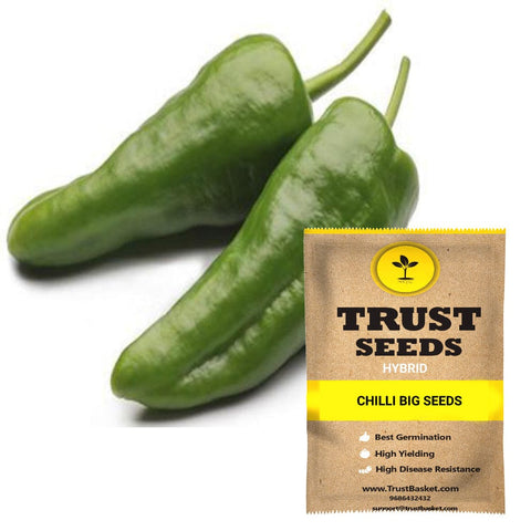 Buy Best Chilli Plant Seeds Online - Chilli big seeds (Hybrid)