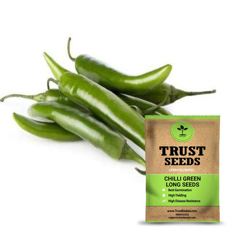Seeds to start in August Month - Chilli green long seeds (Open Pollinated)