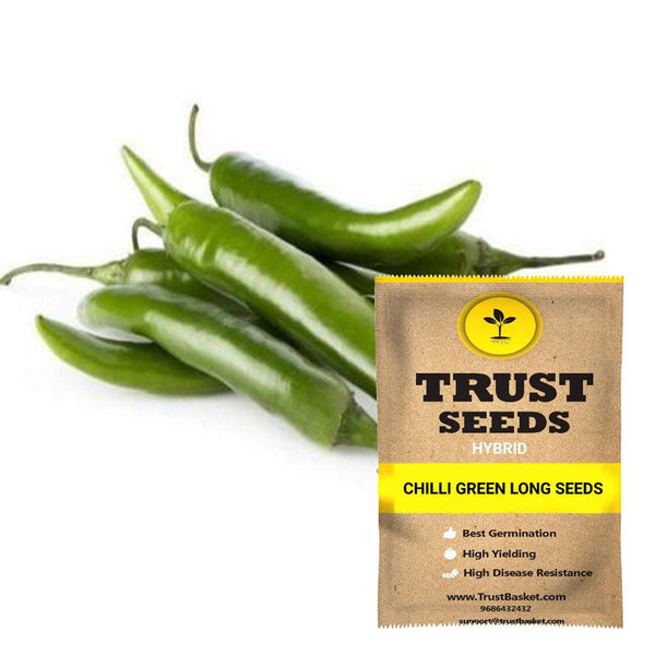 Chilli green long seeds (Hybrid)