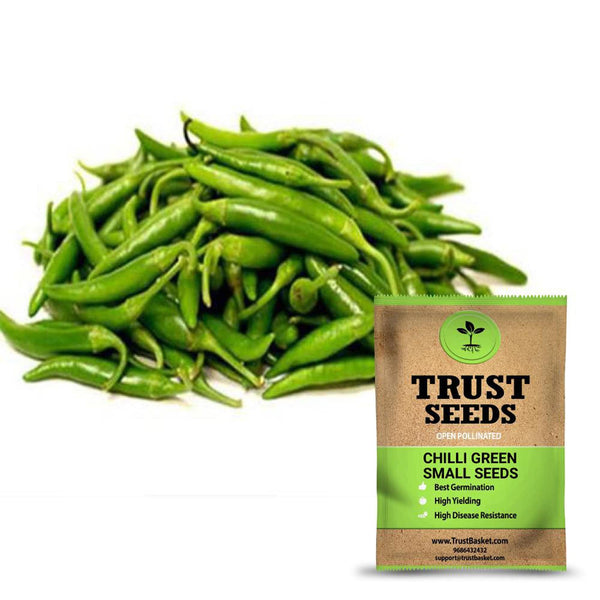 Chilli green small seeds (Open Pollinated)