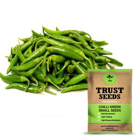 Chilli green small seeds (Open Pollinated)