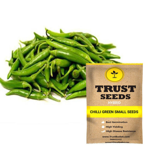 Chilli green small seeds (Hybrid)