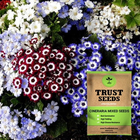Under Rs.299 - Cineraria mixed seeds (Open Pollinated)