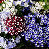 Cineraria mixed seeds (Open Pollinated)