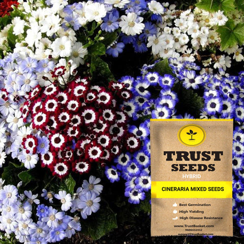Buy Best Cineraria Plant Seeds Online - Cineraria mixed seeds (Hybrid)