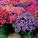 Cineraria mixed seeds (Open Pollinated)