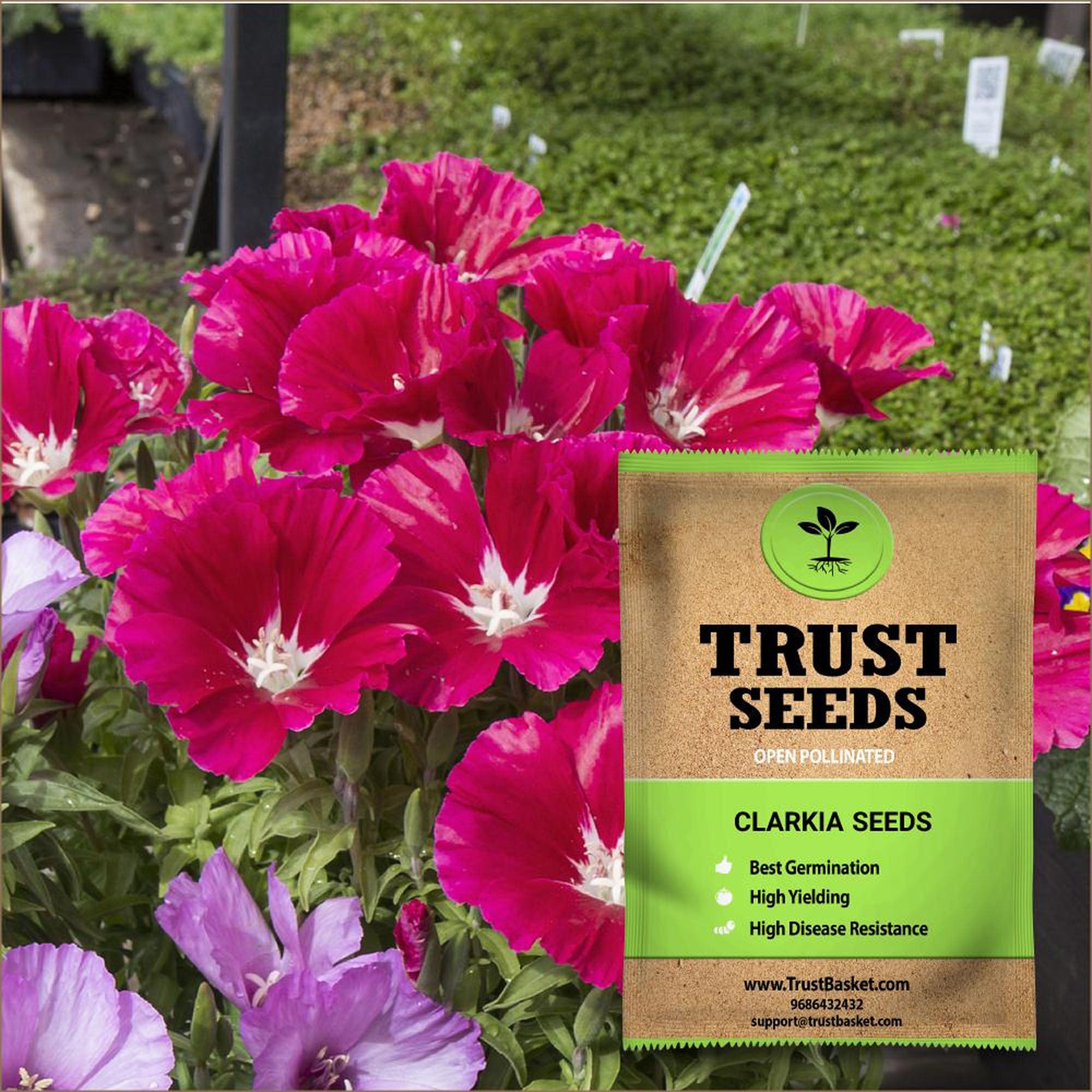 clarkia flower seeds Clarkia Seeds (OP) – TrustBasket