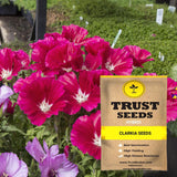 Clarkia Seeds (Hybrid)