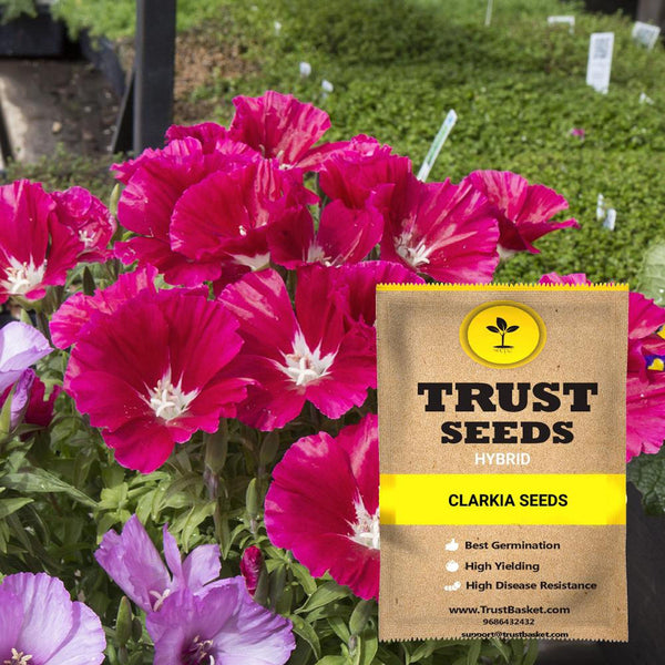 Clarkia Seeds (Hybrid)