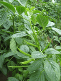 Cluster beans seeds (Hybrid)