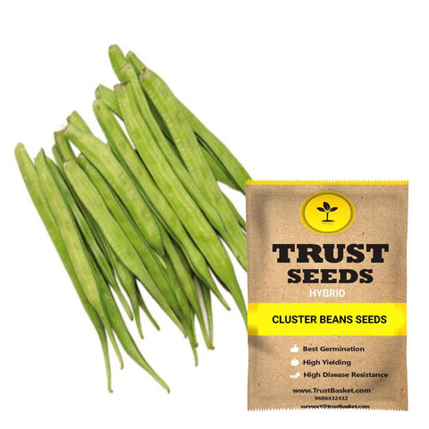 Buy Best Cluster Bean Plant Seeds Online - Cluster beans seeds (Hybrid)