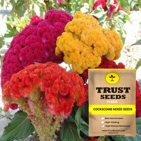 Buy Best Cockscomb Plant Seeds Online - Cockscomb mixed seeds (Hybrid)