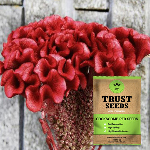 Buy Best Cockscomb Plant Seeds Online - Cockscomb red seeds (Open Pollinated)