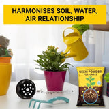 TrustBasket Healthy Greens Grow Kit