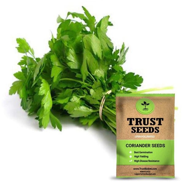 Coriander seeds (Open Pollinated)