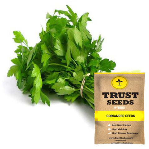 All Greens and Fruits Seeds - Coriander Seeds (Hybrid)