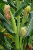 Baby corn seeds (Hybrid)