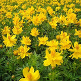 Cosmos yellow seeds (Open Pollinated)