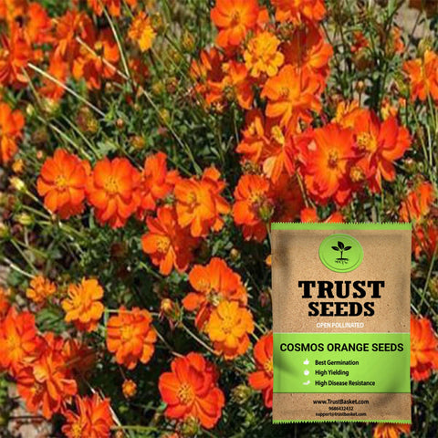 Under Rs.299 - Cosmos orange seeds (Open Pollinated)