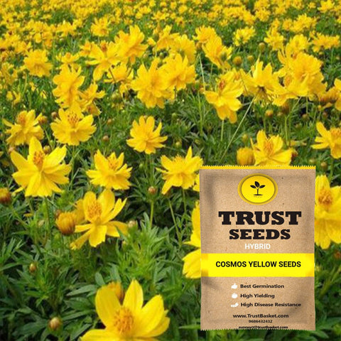 Buy Best Cosmos Plant Seeds Online - Cosmos yellow seeds (Hybrid)