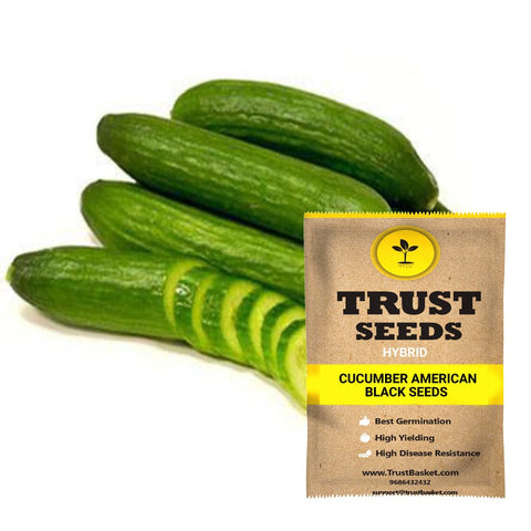 Buy Best Cucumber Plant Seeds Online - Cucumber american black seeds (Hybrid)