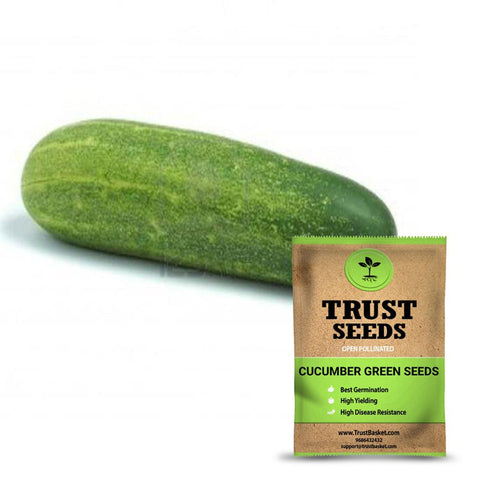 Seeds - Cucumber green seeds (Open Pollinated)