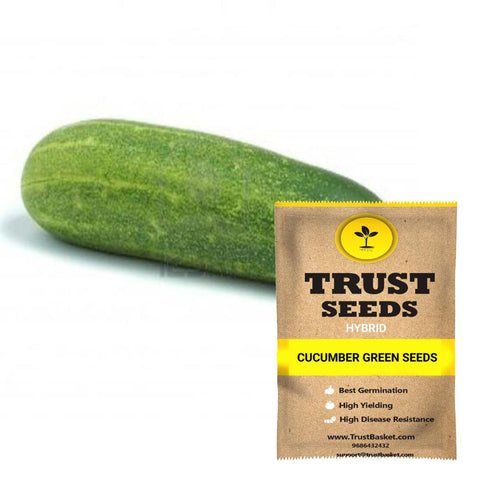Buy Best Cucumber Plant Seeds Online - Cucumber green seeds (Hybrid)