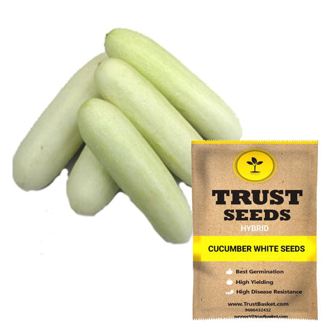 Buy Best Cucumber Plant Seeds Online - Cucumber white seeds (Hybrid)