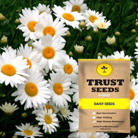 Hybrid Flower seeds - Daisy Seeds (Hybrid)