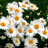 Daisy Seeds (Hybrid)