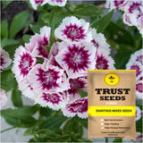 Dianthus mixed seeds (Hybrid)