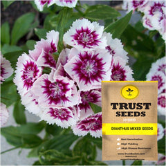 dianthus potting mix Dianthus mixed seeds (Hybrid)