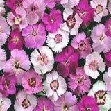 Dianthus mixed seeds (Open Pollinated)