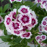 Dianthus mixed seeds (Open Pollinated)