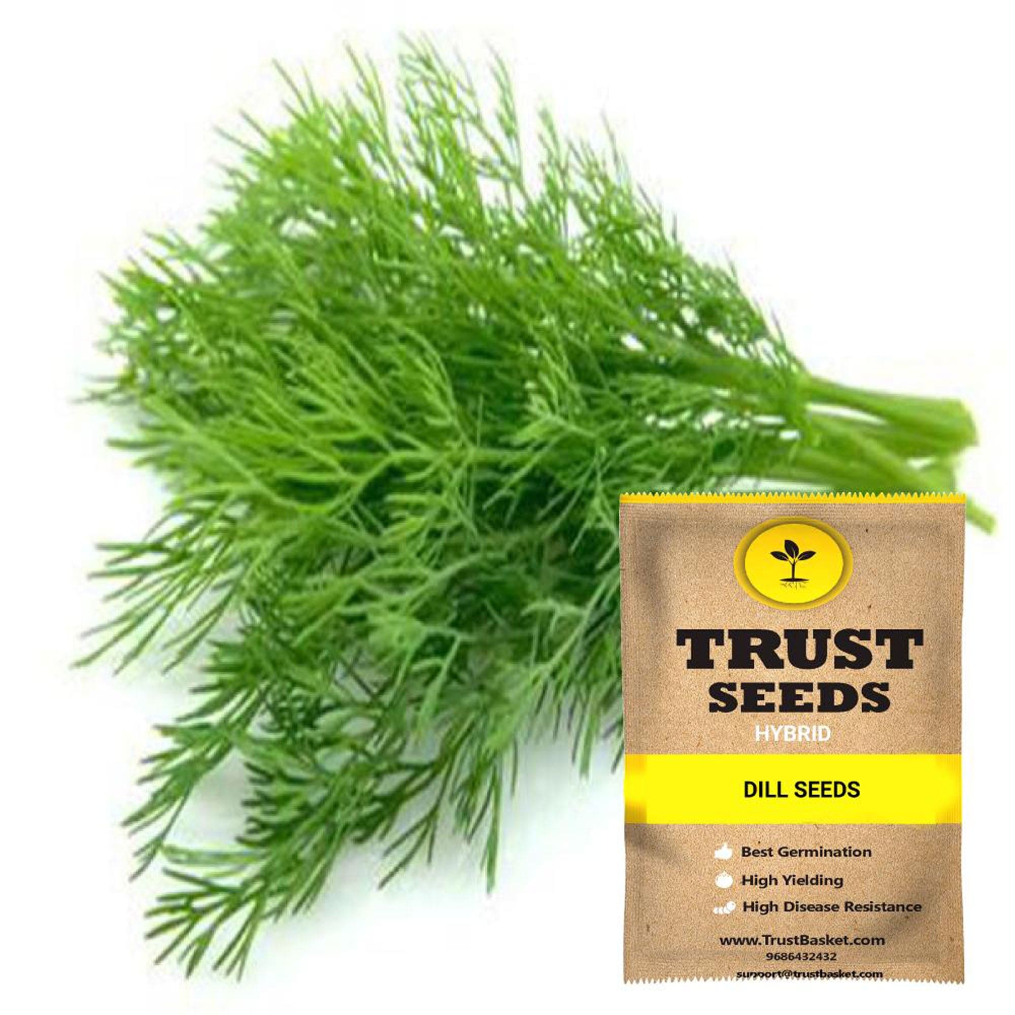Buy Dill Seeds (Hybrid) Online in India-TrustBasket
